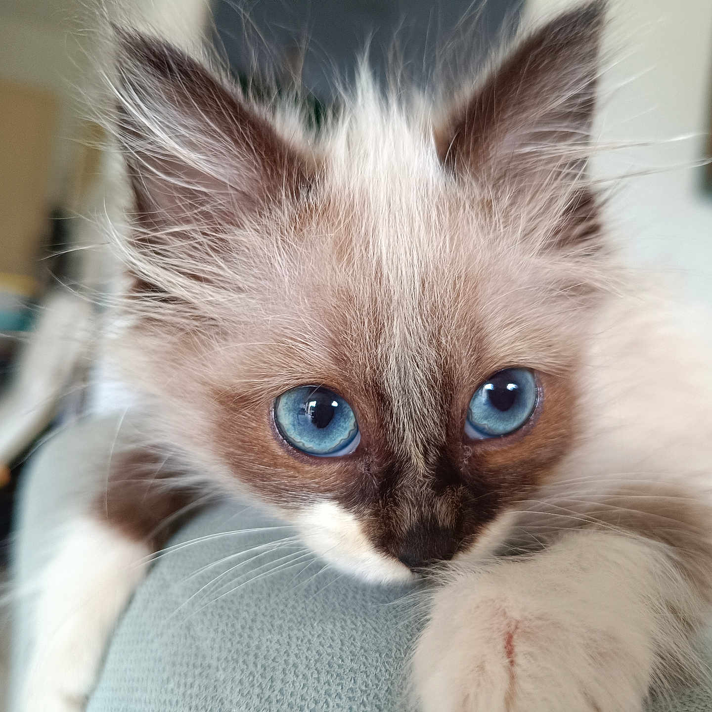 Mimie participe au concours pour gagner de l'argent avec cette photo : kitten, cat, blue_eyes, close_up, fluffy, pet, animal, fur, whiskers, indoor, relaxing, cute, young, curious, portrait, paw, soft_texture, focus, domestic_animal, home