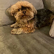 Lixy a rejoint le concours — aidez-le/la à gagner de superbes lots ! dog, small_dog, fluffy, couch, furniture, indoor, pet, relaxing, brown_fur, black_fur, curious, cute, companion, animal, mammal, cozy, home, domestic, resting, fur