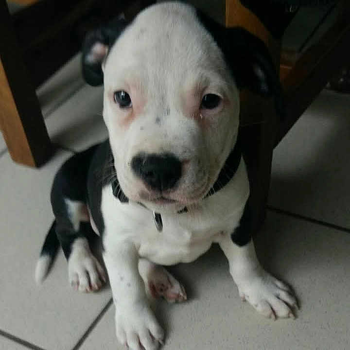 Nikos a rejoint le concours — aidez-le/la à gagner de superbes lots ! animal, bostonbull, boxer, bulldog, canine, dalmatian, dog, frenchbulldog, hound, husky, labradorretriever, pet, pitbull, puppy, snout, whitedog