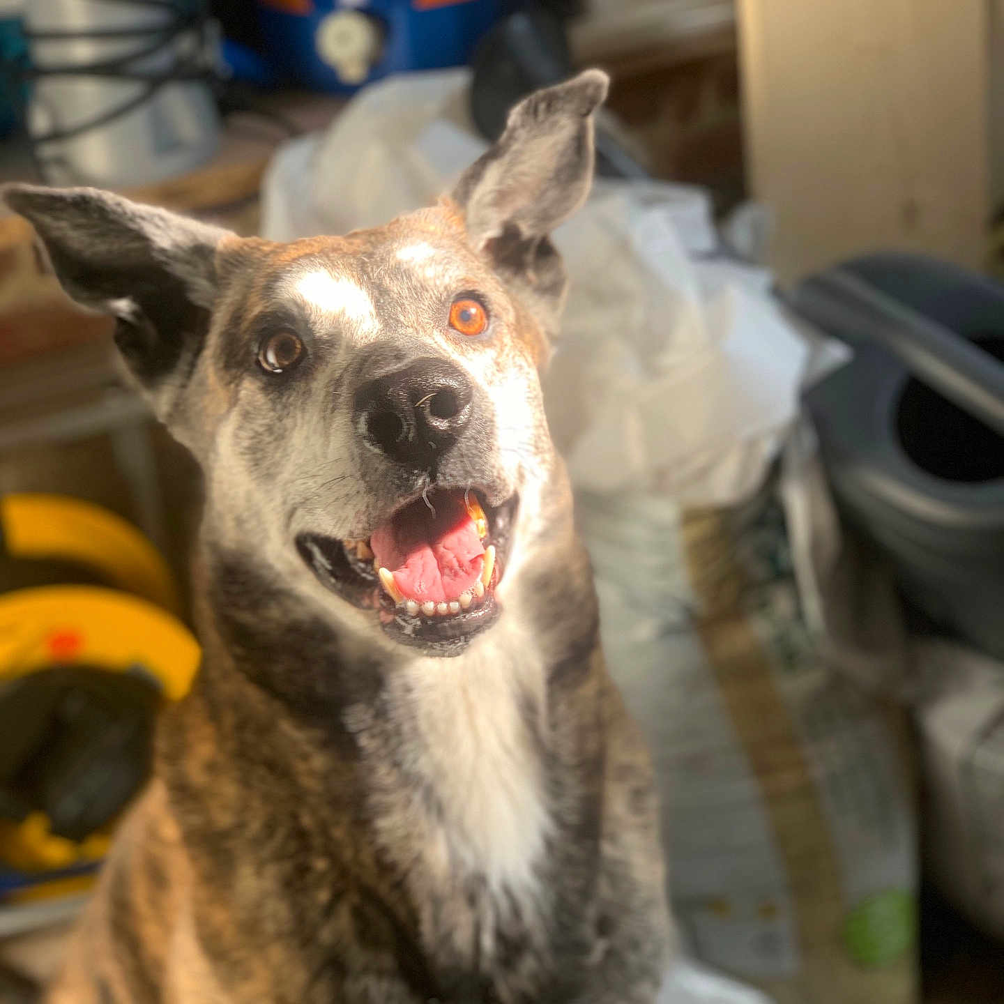 Tyson a rejoint le concours — aidez-le/la à gagner de superbes lots ! amber_eye, animal, brindle_coat, canine, closeup, cluttered_background, dog, domestic_animal, ears_up, friendly, fur, happy, household_items, indoor, looking_at_camera, mouth_open, pet, portrait, smiling, tongue_visible