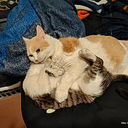 Nugget And Licorice joined the competition — help win amazing prizes! cat, cats, animal, pet, bed, blanket, fur, orange_cat, gray_cat, playful, indoor, cozy, resting, sleepy, clothing, fabric, tail, paw, cute, domestic