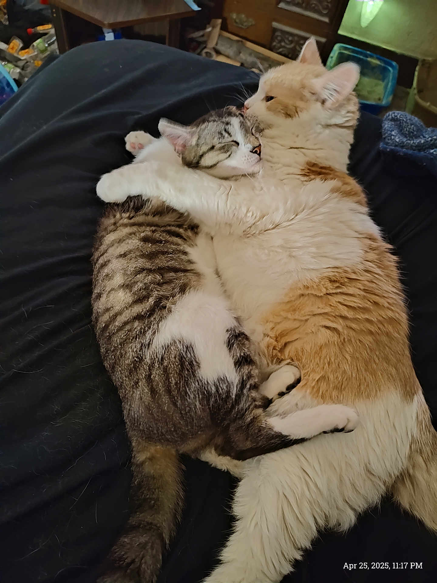 Nugget And Licorice joined the competition — help win amazing prizes! cat, cats, feline, pet, pets, cuddle, hug, sleeping, resting, fur, tabby, orange, white, striped, cute, indoor, cozy, closeup, animal, companion