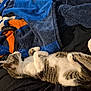 Nugget And Licorice joined the competition — help win amazing prizes! cat, sleeping, bed, blanket, striped_cat, white_fur, tabby, paw, relaxing, indoor, cozy, furry, pet, human_foot, resting, soft_texture, black_bedspread, blue_blanket, orange_blanket, comfort
