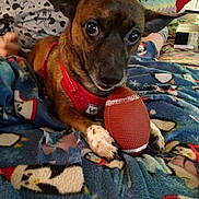 Yoda is registered to the contest to win money with this photo: dog, toy_football, red_harness, blanket, penguin_pattern, indoor, person, mickey_mouse_shirt, paw, pet, curious_eyes, lying_down, cozy, playful, home, fabric, furniture, casual, animal, small_dog