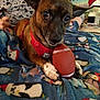 animal, blanket, casual, cozy, curious_eyes, dog, fabric, furniture, home, indoor, lying_down, mickey_mouse_shirt, paw, penguin_pattern, person, pet, playful, red_harness, small_dog, toy_football