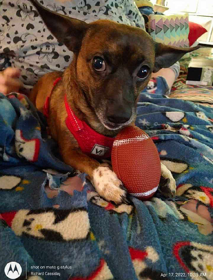 Yoda is registered to the contest to win money with this photo: dog, toy_football, red_harness, blanket, penguin_pattern, indoor, person, mickey_mouse_shirt, paw, pet, curious_eyes, lying_down, cozy, playful, home, fabric, furniture, casual, animal, small_dog