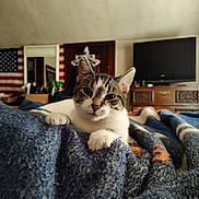 Licorice is registered to the contest to win money with this photo: american_flag, bed, bedroom, blanket, cat, cozy, dresser, fur, furniture, hanger, indoor, kitten, knit_blanket, mirror, paw, portrait, resting, timestamp, tv, wooden_dresser