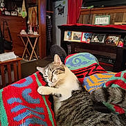 Licorice joined the competition — help win amazing prizes! cat, tabby_cat, kitten, blanket, colorful_blanket, living_room, television, photo_frames, shelf, wooden_furniture, curtain, refrigerator, clock, decor, cozy, sleeping, paw, tail, whiskers, patterns