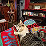 cat, tabby_cat, kitten, blanket, colorful_blanket, living_room, television, photo_frames, shelf, wooden_furniture, curtain, refrigerator, clock, decor, cozy, sleeping, paw, tail, whiskers, patterns