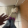cat, white_cat, floor, tiles, person, jeans, purple_shoes, hand, curious, looking_up, indoor, domestic, pet, tail, corner, wood_cabinet, human, casual_clothing, close_up, footwear