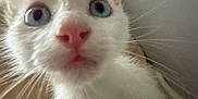 Snow joined the competition — help win amazing prizes! kitten, cat, white_fur, blue_eyes, close_up, pet, animal, whiskers, pink_nose, curious, young, indoor, soft, feline, cute, small, fur, looking_up, portrait, domestic