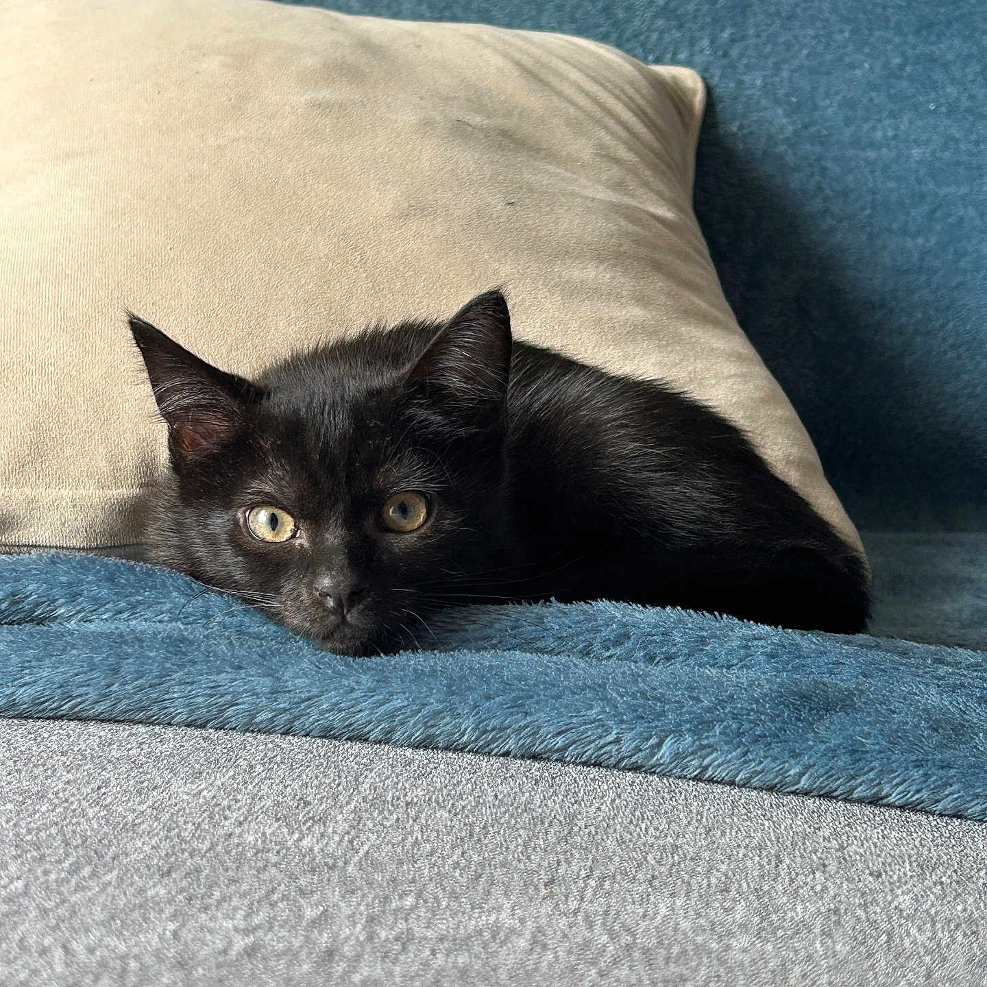 Sirius participe au concours pour gagner de l'argent avec cette photo : abyssinian, animal, armchair, blackcat, blanket, cat, chair, couch, cushion, furniture, homedecor, kitten, manx, pet