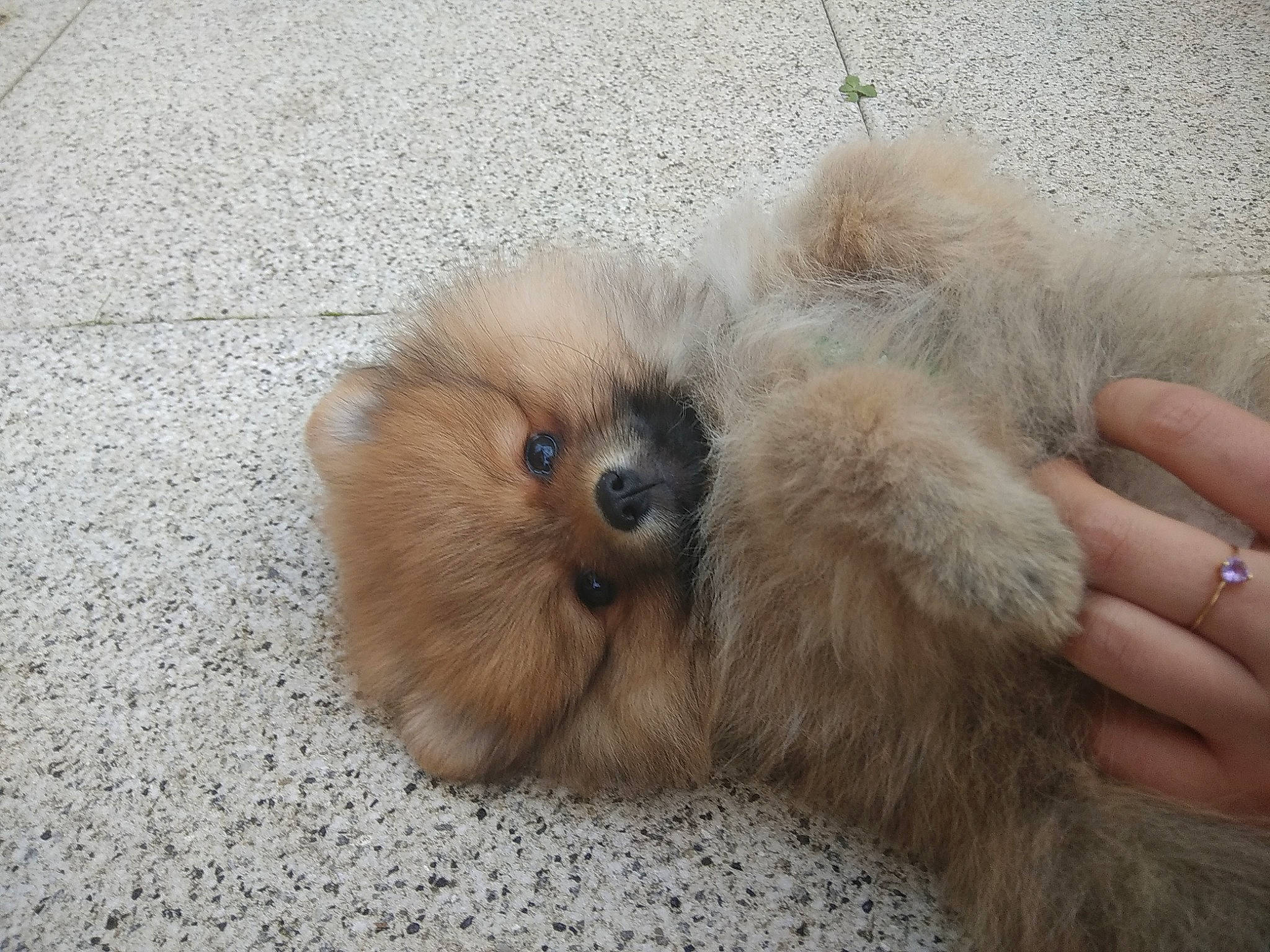 Caprice participe au concours pour gagner de l'argent avec cette photo : canidae, carnivore, companion_dog, dog, dog_breed, fawn, fur, german_spitz, german_spitz_klein, german_spitz_mittel, non_sporting_group, pomeranian, puppy, skin, snout, spitz, sporting_group, toy_dog, volpino_italiano