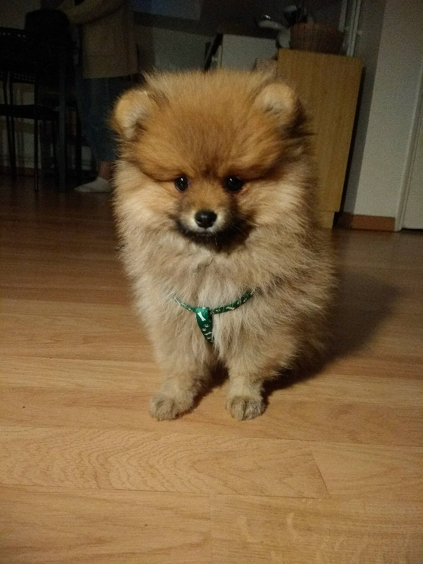 Caprice a rejoint le concours — aidez-le/la à gagner de superbes lots ! canidae, carnivore, companion_dog, dog, dog_breed, fawn, german_spitz, german_spitz_klein, german_spitz_mittel, mammal, non_sporting_group, pomeranian, puppy, skin, snout, spitz, sporting_group, toy_dog, vertebrate, volpino_italiano