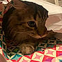 Pike a rejoint le concours — aidez-le/la à gagner de superbes lots ! cat, pet, animal, curious, paper_bag, colorful, patterned, close_up, fur, whiskers, indoor, cute, playful, hiding, cozy, tabby, paw, eye, soft_light, texture