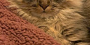 Pike participe au concours pour gagner de l'argent avec cette photo : cat, tabby, fluffy, pet, indoor, blanket, cozy, fur, closeup, resting, cute, animal, mammal, whiskers, eyes, portrait, relaxed, warm, soft, feline