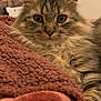 cat, tabby, fluffy, pet, indoor, blanket, cozy, fur, closeup, resting, cute, animal, mammal, whiskers, eyes, portrait, relaxed, warm, soft, feline