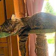 Pike participe au concours pour gagner de l'argent avec cette photo : cat, tabby, sleeping, scratching_post, indoor, furniture, wooden_cabinet, curtain, sunlight, paw, fluffy, relaxed, pet, cozy, green_cushion, window, daylight, animal, resting, cute