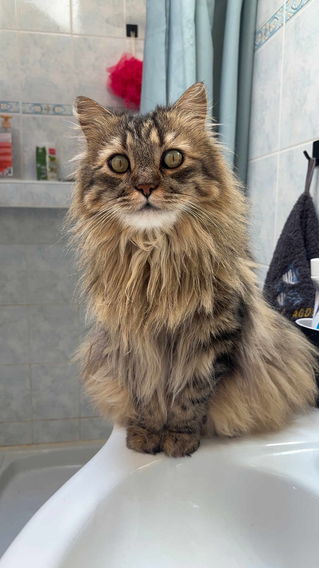 Pike a rejoint le concours — aidez-le/la à gagner de superbes lots ! cat, fluffy, long_hair, bathroom, sink, pet, feline, curious, domestic_animal, tabby, whiskers, ears, sitting, close_up, indoor, household, cute, fur, animal, portrait