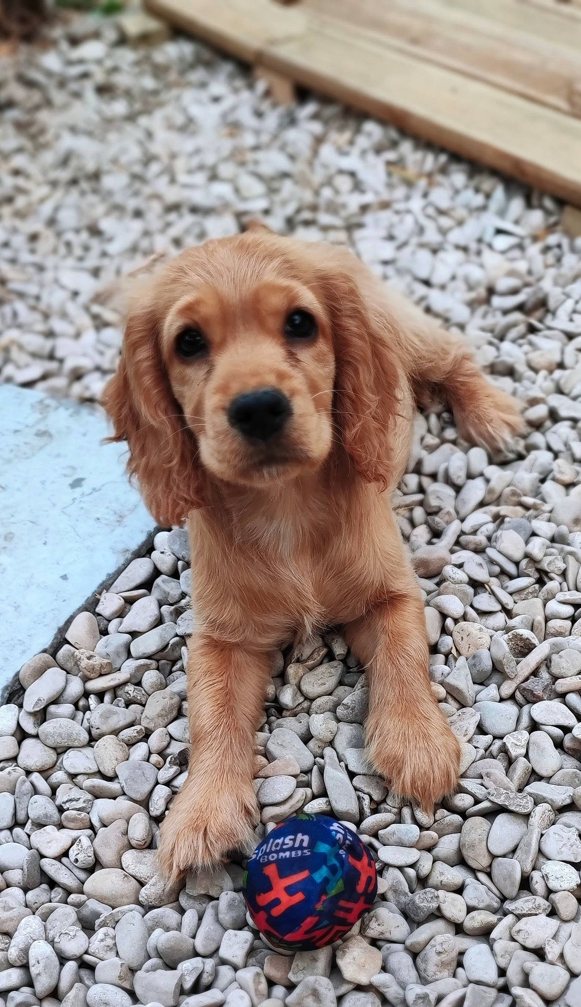 Tara a rejoint le concours — aidez-le/la à gagner de superbes lots ! ball, canidae, carnivore, companion_dog, dog, dog_breed, fawn, football, fur, hunting_dog, liver, snout, sporting_group, terrestrial_animal, wood, working_animal