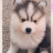 Aïko participe au concours pour gagner de l'argent avec cette photo : puppy, dog, husky, fluffy, cute, pet, animal, fur, ears, face, sitting, outdoor, gravel, young, adorable, canine, portrait, closeup, small, friendly