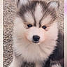 puppy, dog, husky, fluffy, cute, pet, animal, fur, ears, face, sitting, outdoor, gravel, young, adorable, canine, portrait, closeup, small, friendly