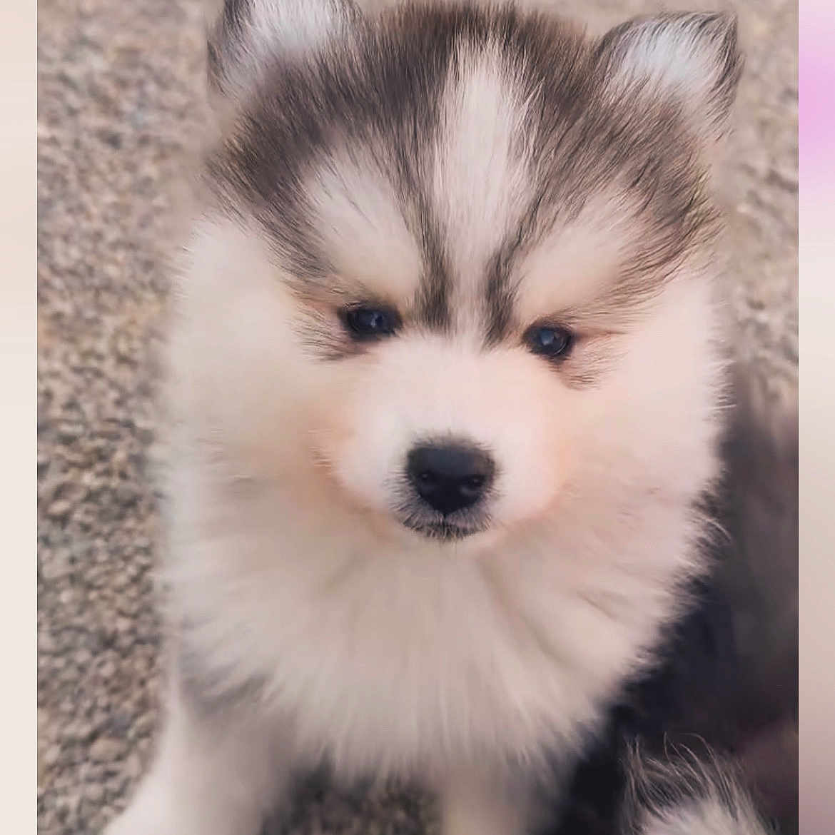Aïko participe au concours pour gagner de l'argent avec cette photo : puppy, dog, husky, fluffy, cute, pet, animal, fur, ears, face, sitting, outdoor, gravel, young, adorable, canine, portrait, closeup, small, friendly