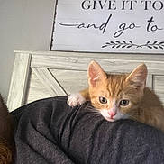 Louie is registered to the contest to win money with this photo: animal, cat, cozy, curious, cute, domestic, furniture, headboard, indoor, kitten, orange_cat, person, pet, resting, shoulder, sign, text, white_cat, wood, young_cat