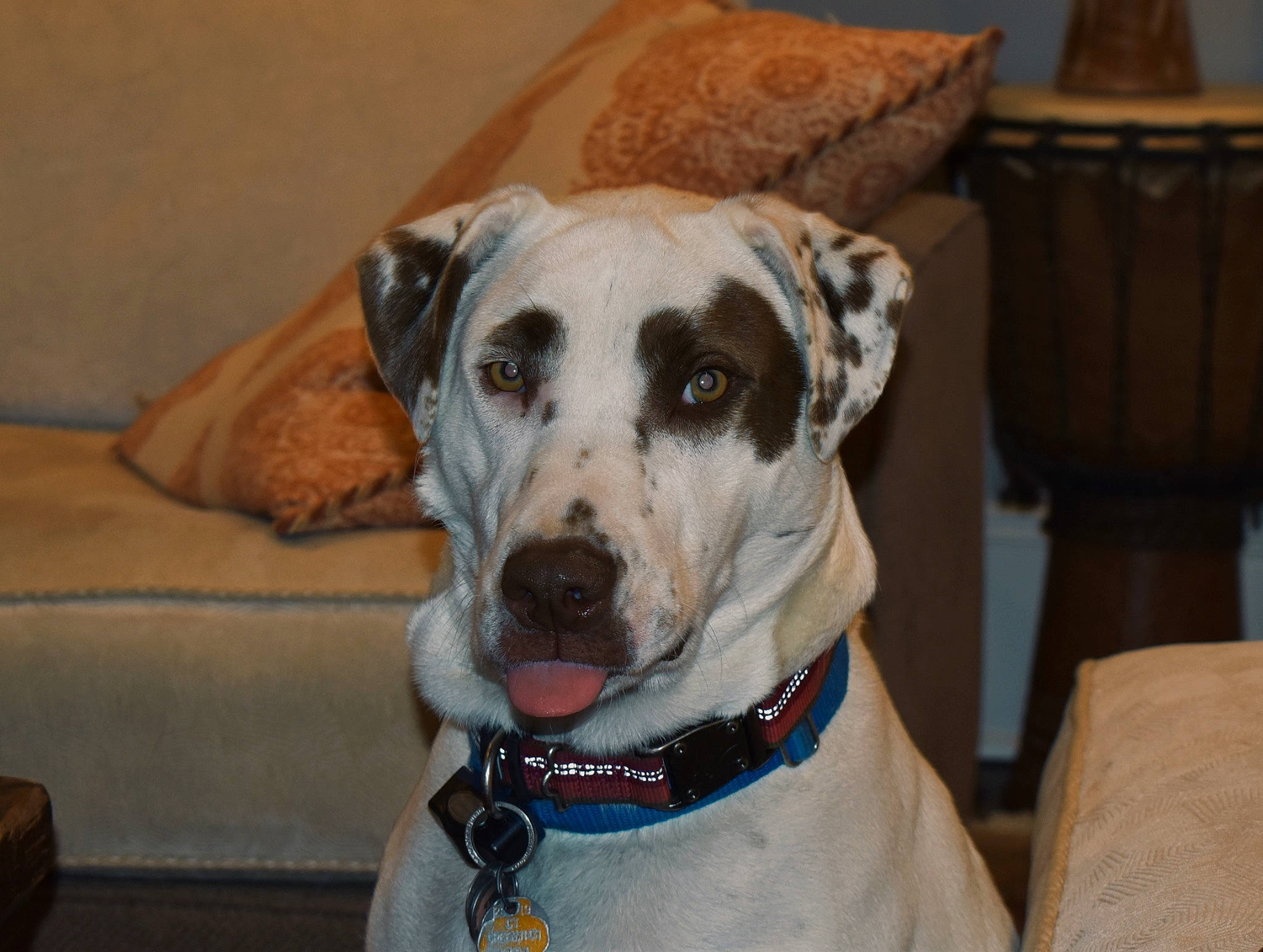 Olive is registered to the contest to win money with this photo: canidae, carnivore, catahoula_bulldog, dog, dog_breed, fawn, mammal, non_sporting_group, rare_breed_dog, snout, sporting_group, vertebrate