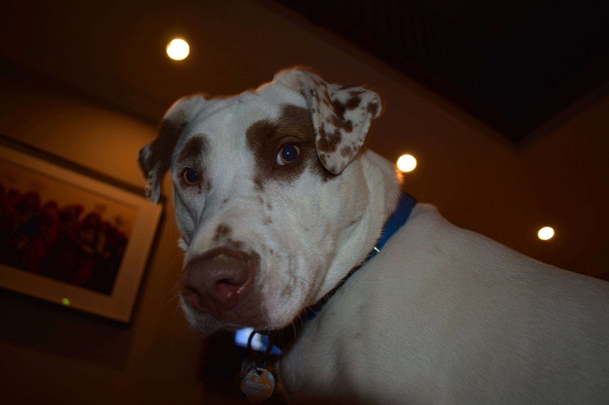 Olive is registered to the contest to win money with this photo: american_pit_bull_terrier, canidae, carnivore, dog, dog_breed, dog_collar, ear, eye, fawn, great_dane, guard_dog, non_sporting_group, nose, pit_bull, rare_breed_dog, snout, sporting_group