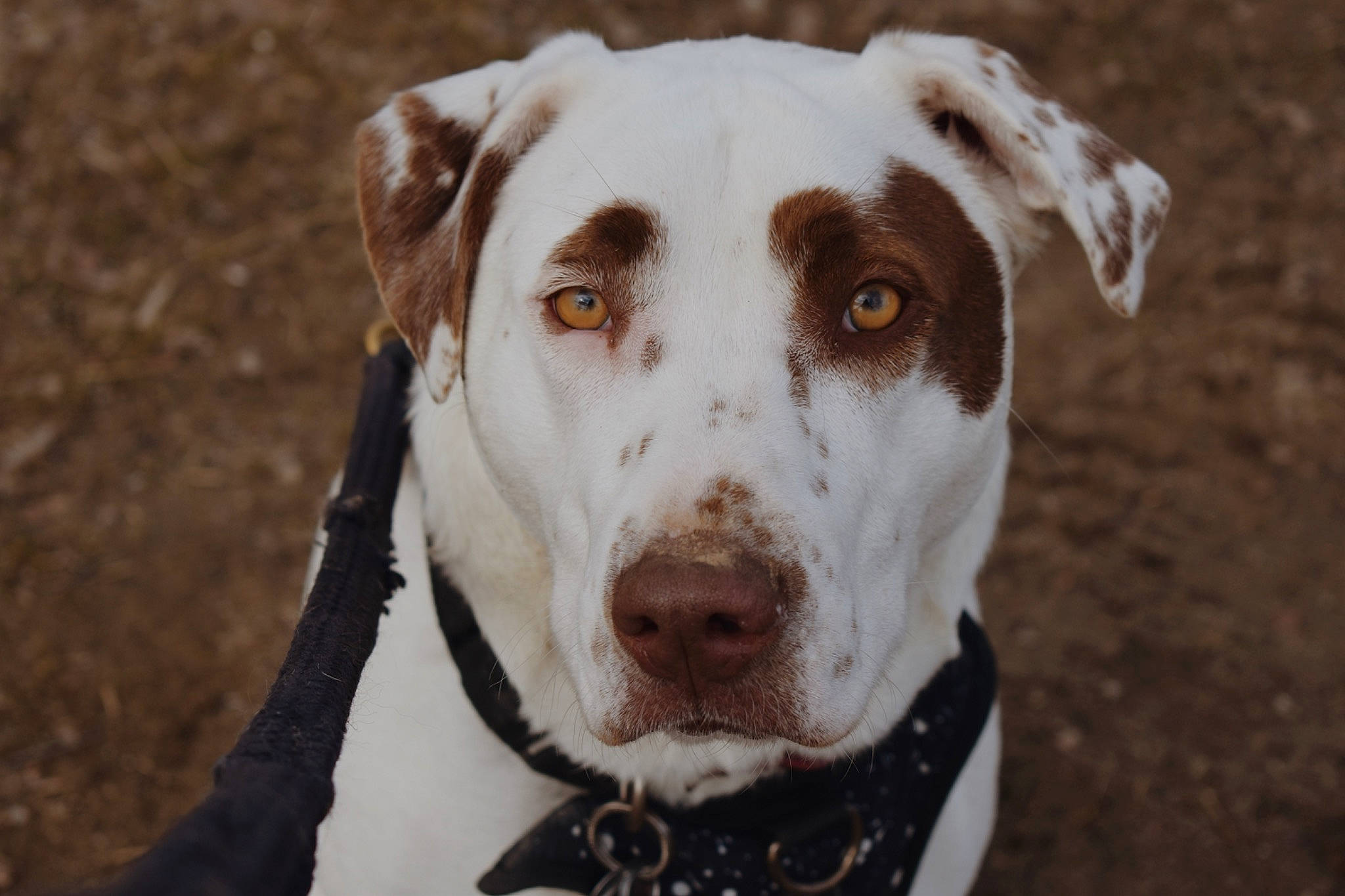 Olive is registered to the contest to win money with this photo: american_bulldog, american_pit_bull_terrier, canidae, carnivore, catahoula_bulldog, dog, dog_breed, fawn, hunting_dog, louisiana_catahoula_leopard_dog, mammal, non_sporting_group, pit_bull, rare_breed_dog, snout, sporting_group, vertebrate