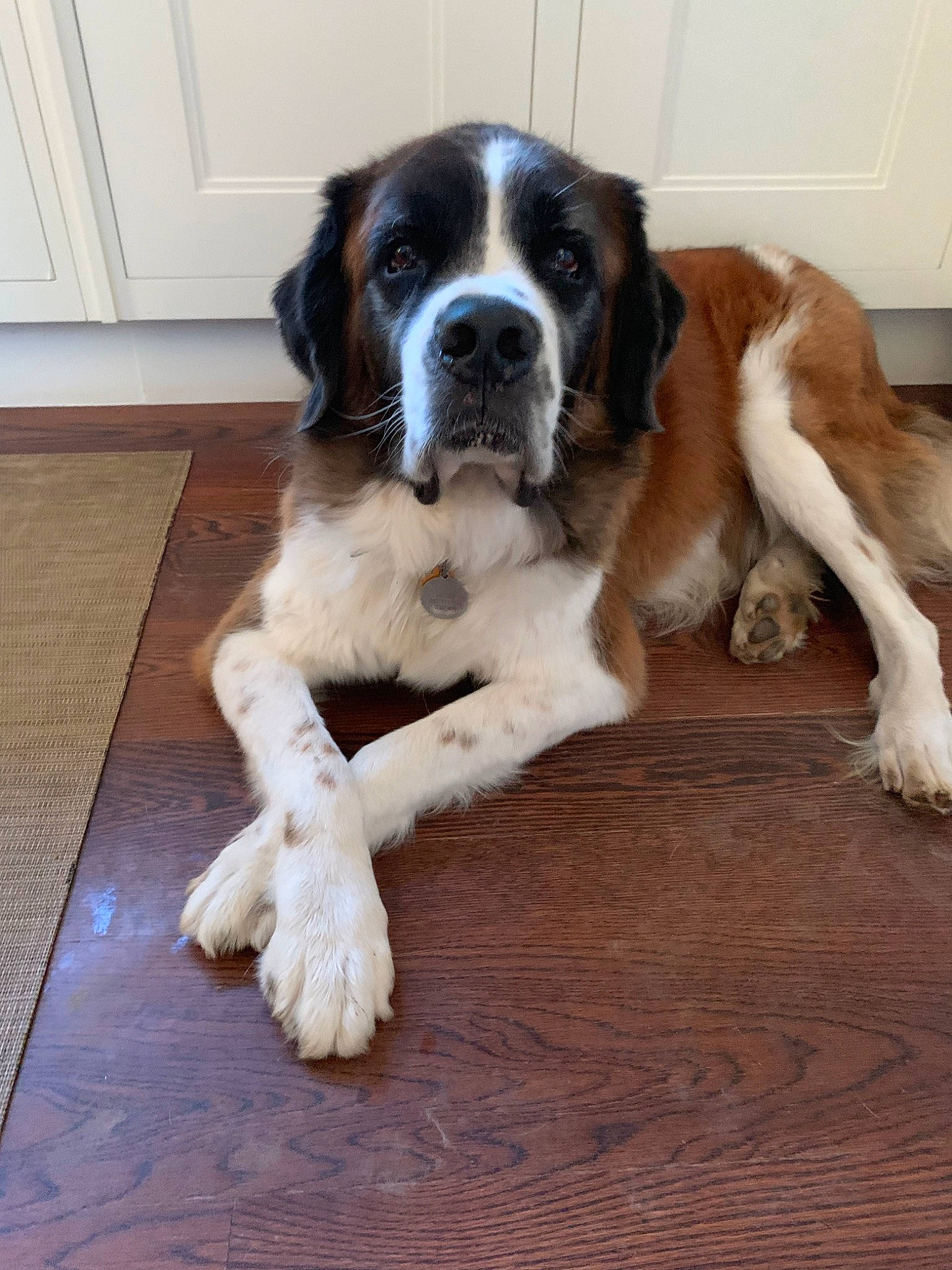 Hugo joined the competition — help win amazing prizes! canidae, carnivore, companion_dog, dog, dog_breed, drentse_patrijshond, fawn, floor, fur, giant_dog_breed, mammal, moscow_watchdog, rare_breed_dog, snout, sporting_group, st_bernard, vertebrate, wood