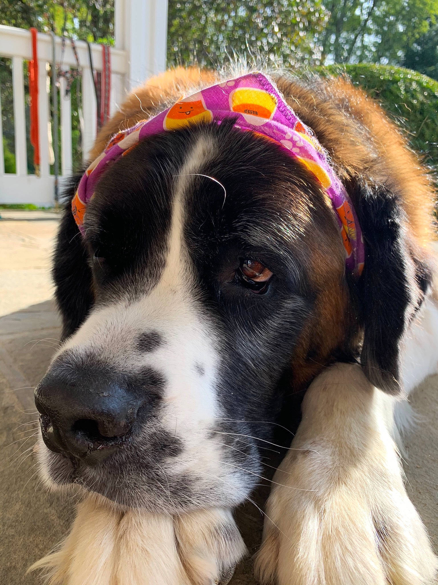 Hugo joined the competition — help win amazing prizes! canidae, carnivore, dog, dog_breed, fur, giant_dog_breed, landseer, mammal, moscow_watchdog, mucuchies, nose, pyrenean_mastiff, rare_breed_dog, snout, sporting_group, st_bernard, vertebrate, whiskers, working_dog