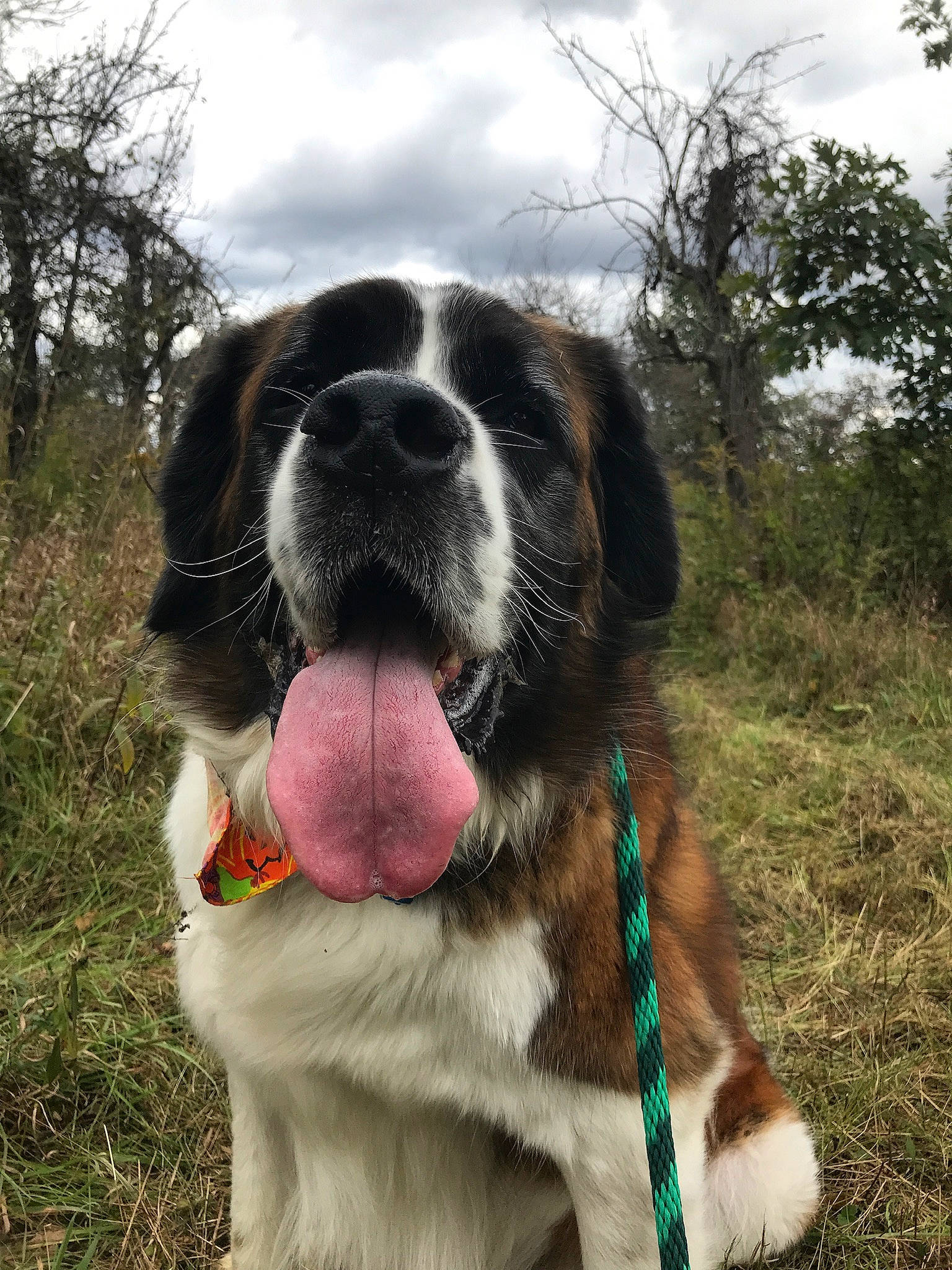 Hugo joined the competition — help win amazing prizes! canidae, carnivore, companion_dog, dog, dog_breed, drentse_patrijshond, giant_dog_breed, grass, mammal, moscow_watchdog, mucuchies, nose, pyrenean_mastiff, rafeiro_do_alentejo, rare_breed_dog, snout, sporting_group, st_bernard, vertebrate, working_dog