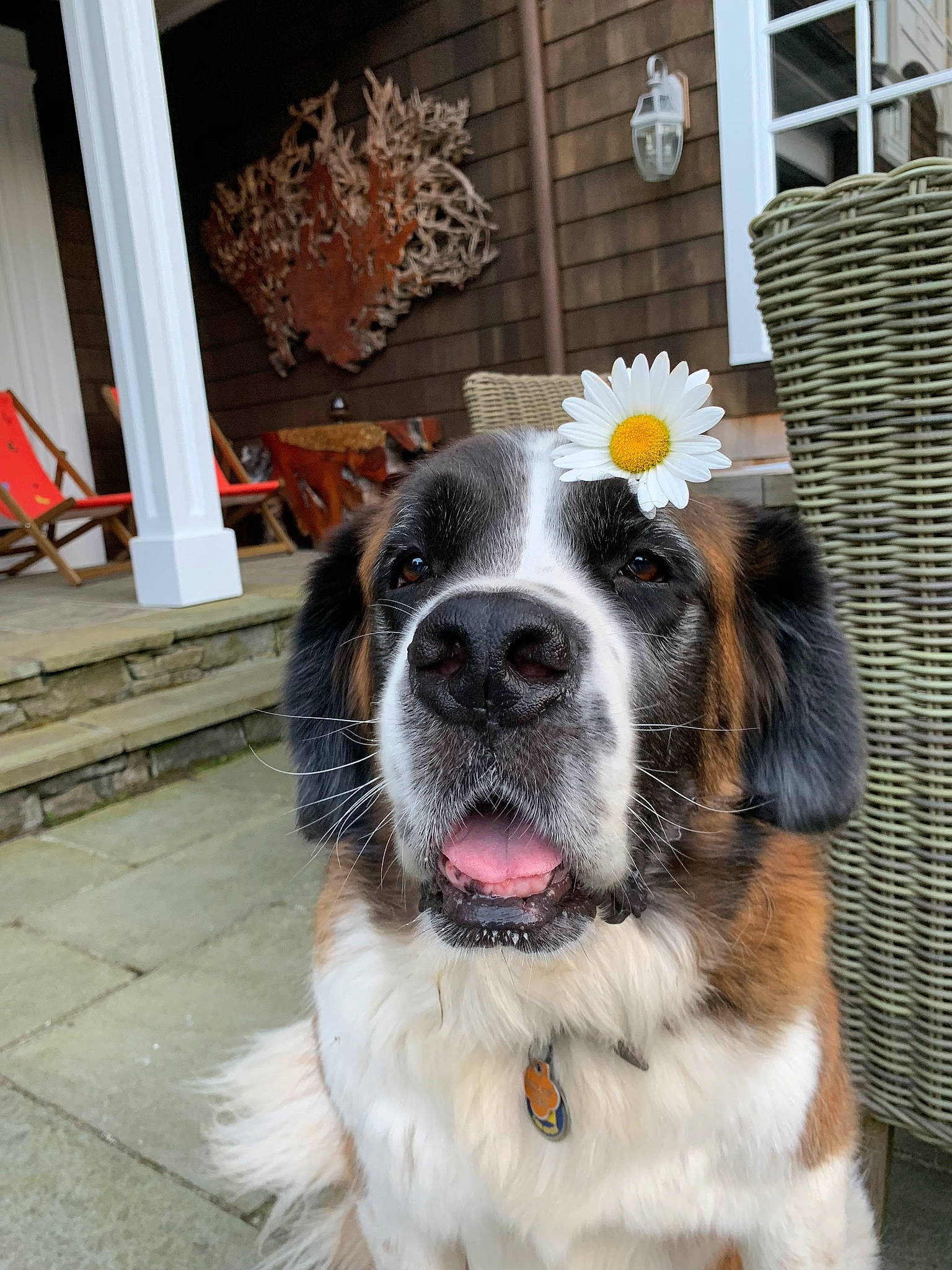 Hugo is registered to the contest to win money with this photo: bernese_mountain_dog, canidae, carnivore, companion_dog, dog, dog_breed, fur, giant_dog_breed, mammal, moscow_watchdog, mucuchies, nose, pyrenean_mastiff, rafeiro_do_alentejo, rare_breed_dog, snout, sporting_group, st_bernard, vertebrate, working_dog