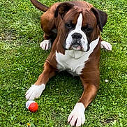 Salto participe au concours pour gagner de l'argent avec cette photo : dog, boxer, grass, pet, animal, playing, ball, outdoor, brown, white, laying, canine, mammal, field, nature, paw, ears, tail, alert, summer