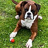 dog, boxer, grass, pet, animal, playing, ball, outdoor, brown, white, laying, canine, mammal, field, nature, paw, ears, tail, alert, summer