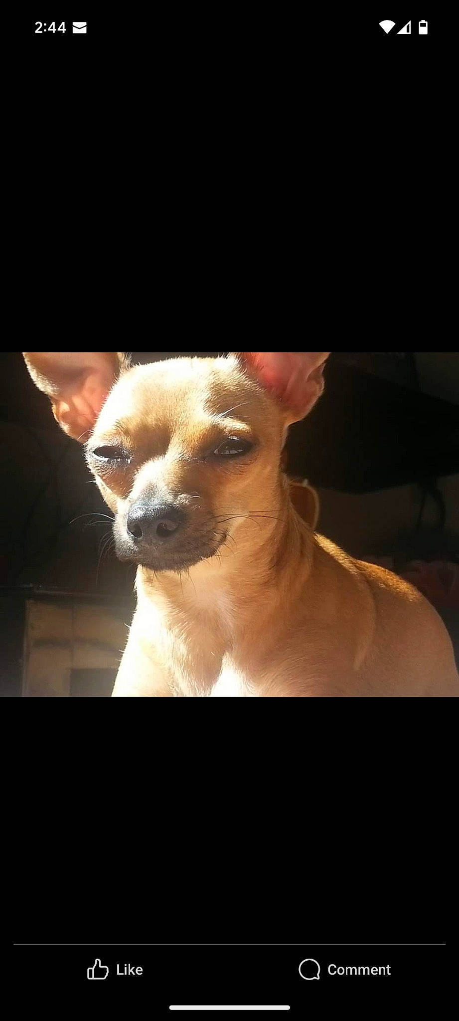 Bella joined the competition — help win amazing prizes! canidae, carnivore, chihuahua, companion_dog, darkness, dog, dog_breed, dog_supply, fawn, font, fur, non_sporting_group, paw, snout, sporting_group, sunglasses, terrestrial_animal, toy_dog, whiskers, working_animal