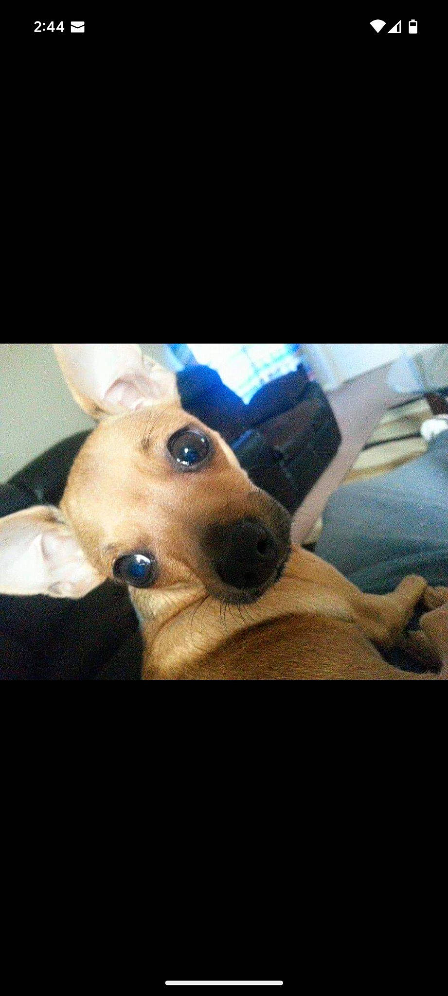 Bella is registered to the contest to win money with this photo: canidae, carnivore, companion_dog, dog, dog_breed, ear, fawn, fur, happy, photo_caption, plush, selfie, smile, snout, sporting_group, stuffed_toy, sunglasses, toy_dog, whiskers, working_animal