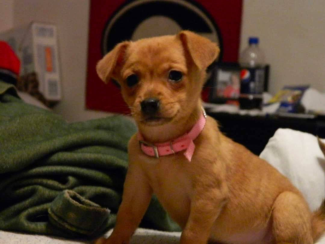 Hailey joined the competition — help win amazing prizes! canidae, carnivore, chihuahua, collar, companion_dog, dog, dog_breed, dog_clothes, dog_collar, dog_supply, fawn, fur, liver, paw, pet_supply, snout, sporting_group, toy_dog, whiskers, working_animal