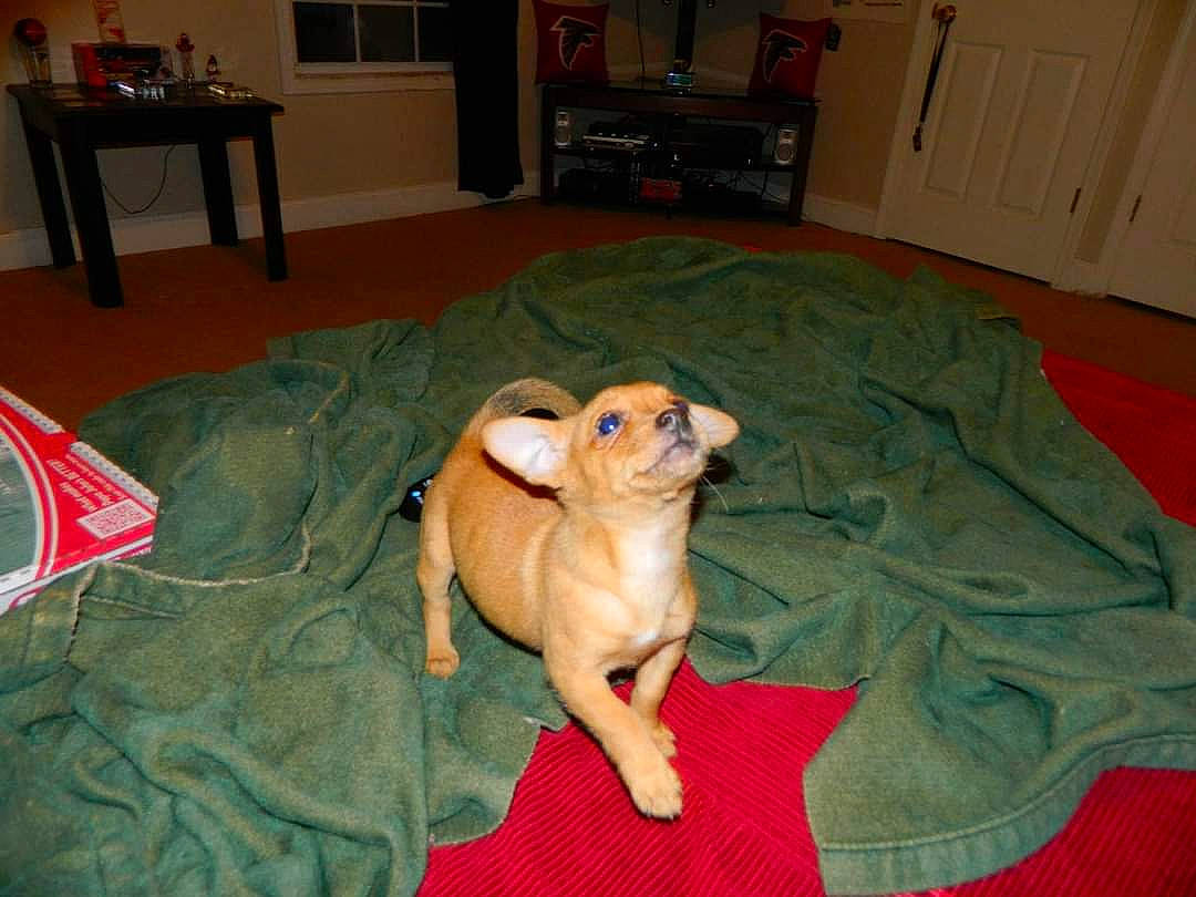 Hailey joined the competition — help win amazing prizes! canidae, carnivore, comfort, companion_dog, dog, dog_breed, dog_supply, fawn, felidae, floor, flooring, picture_frame, room, snout, sporting_group, tail, toy, toy_dog, whiskers, working_animal