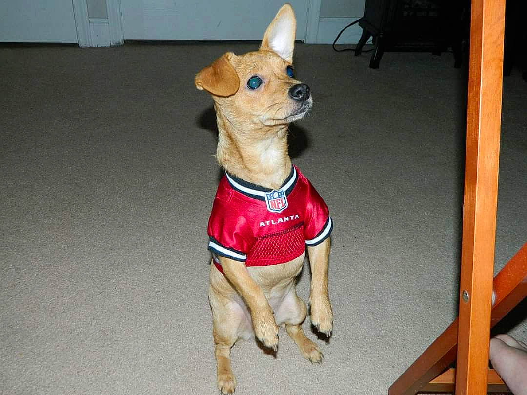 Hailey is registered to the contest to win money with this photo: canidae, carmine, carnivore, chihuahua, collar, companion_dog, dog, dog_breed, dog_clothes, dog_collar, dog_supply, fawn, paw, pet_supply, snout, sporting_group, tail, toy_dog, wood, working_animal