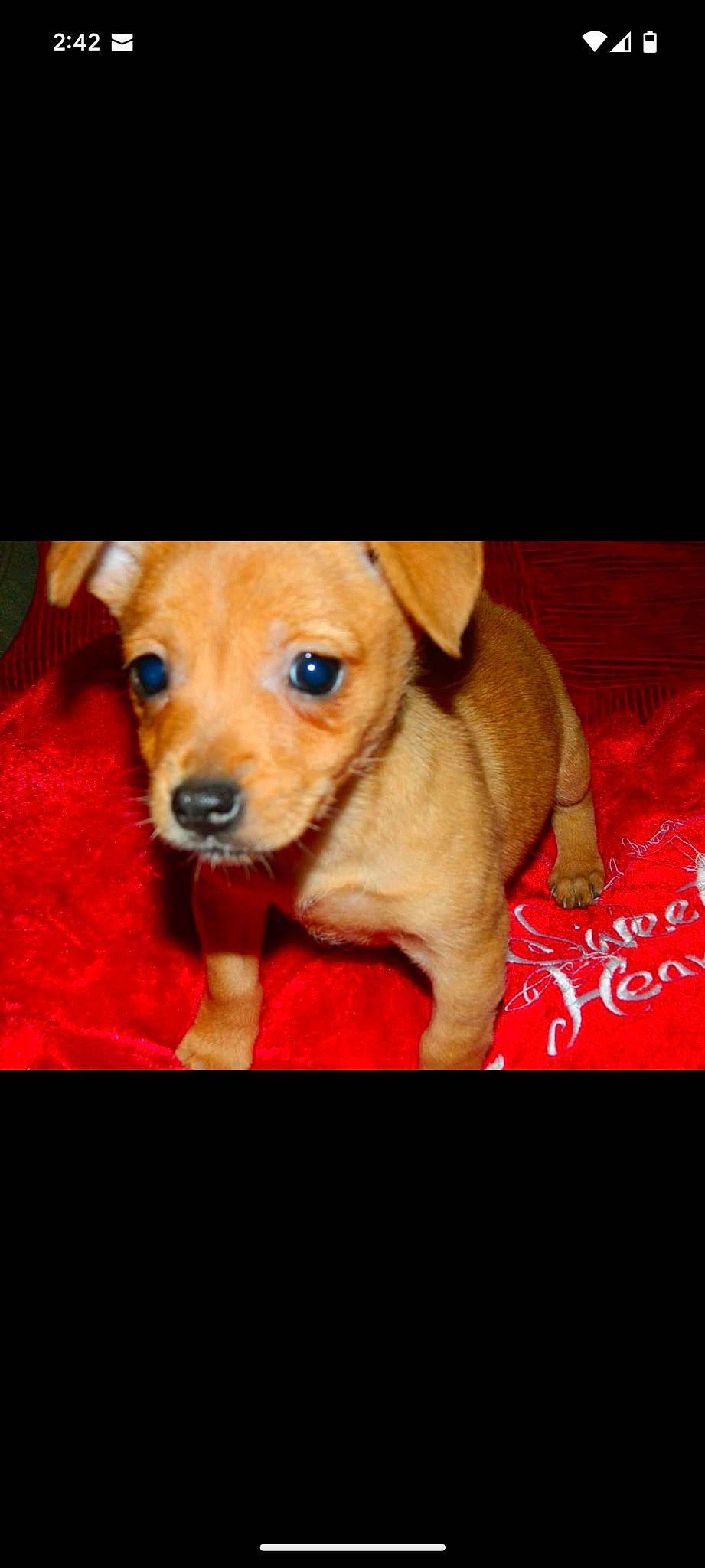 Hailey joined the competition — help win amazing prizes! carnivore, companion_dog, dog, dog_breed, dog_supply, ear, eye, fawn, fur, head, liver, paw, pet_supply, puppy_love, snout, toy, toy_dog, vertebrate, whiskers, working_animal