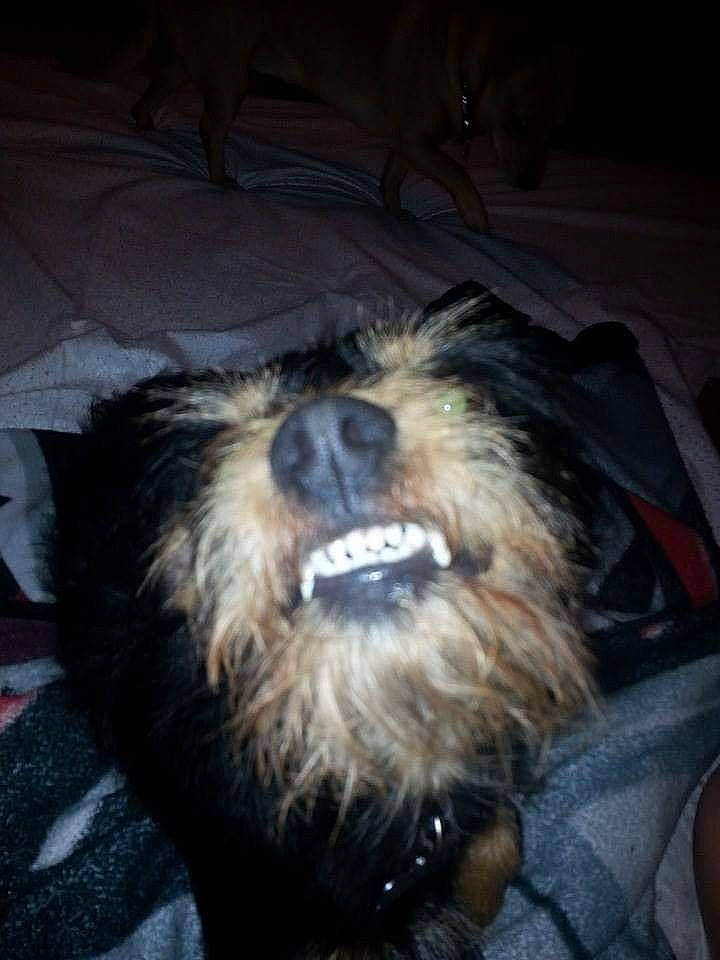 Bailey is registered to the contest to win money with this photo: canidae, carnivore, companion_dog, dog, dog_breed, fur, liver, small_terrier, snout, sporting_group, terrestrial_animal, terrier, toy_dog, working_animal