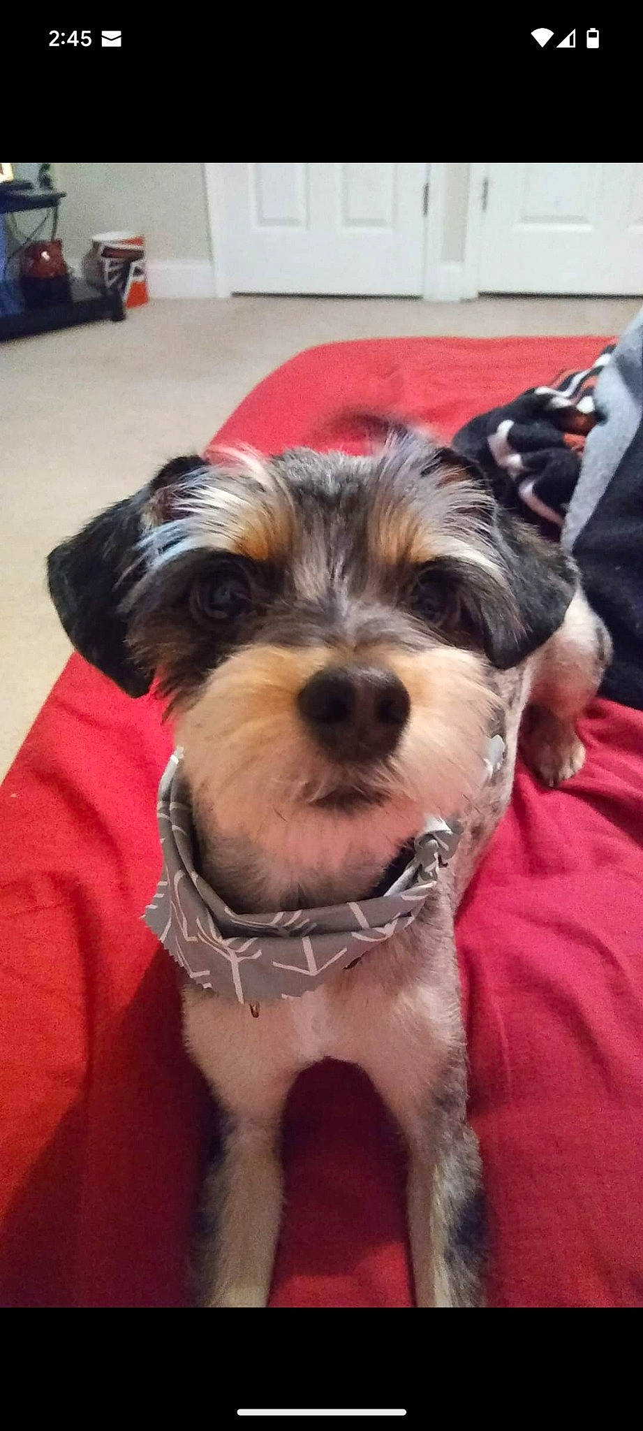 Kirby is registered to the contest to win money with this photo: biewer_terrier, canidae, carnivore, collar, companion_dog, dog, dog_breed, dog_supply, fashion_accessory, fawn, flooring, fur, schnauzer, small_terrier, snout, sporting_group, terrier, toy_dog, working_animal