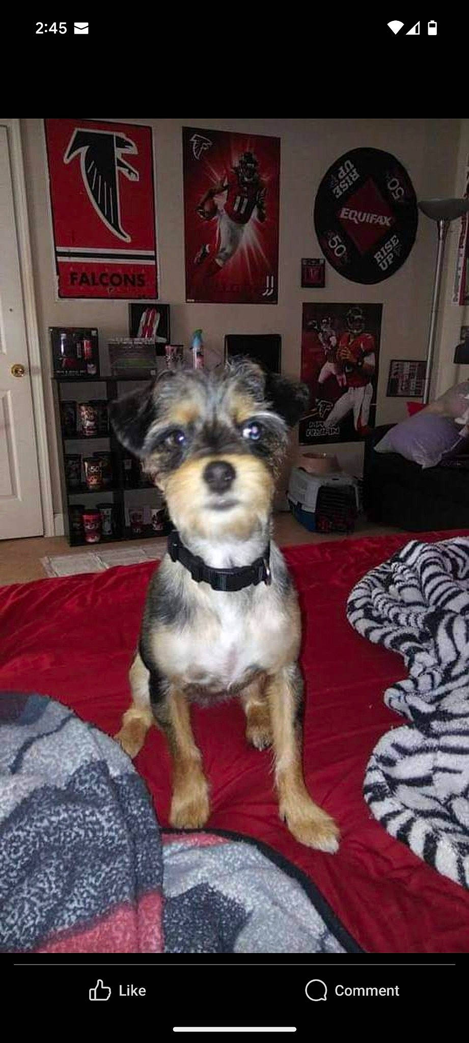 Kirby is registered to the contest to win money with this photo: cabinetry, canidae, carnivore, chair, companion_dog, dog, dog_breed, dog_supply, event, flooring, fur, picture_frame, room, small_terrier, snout, sporting_group, terrier, toy_dog, working_animal, working_dog