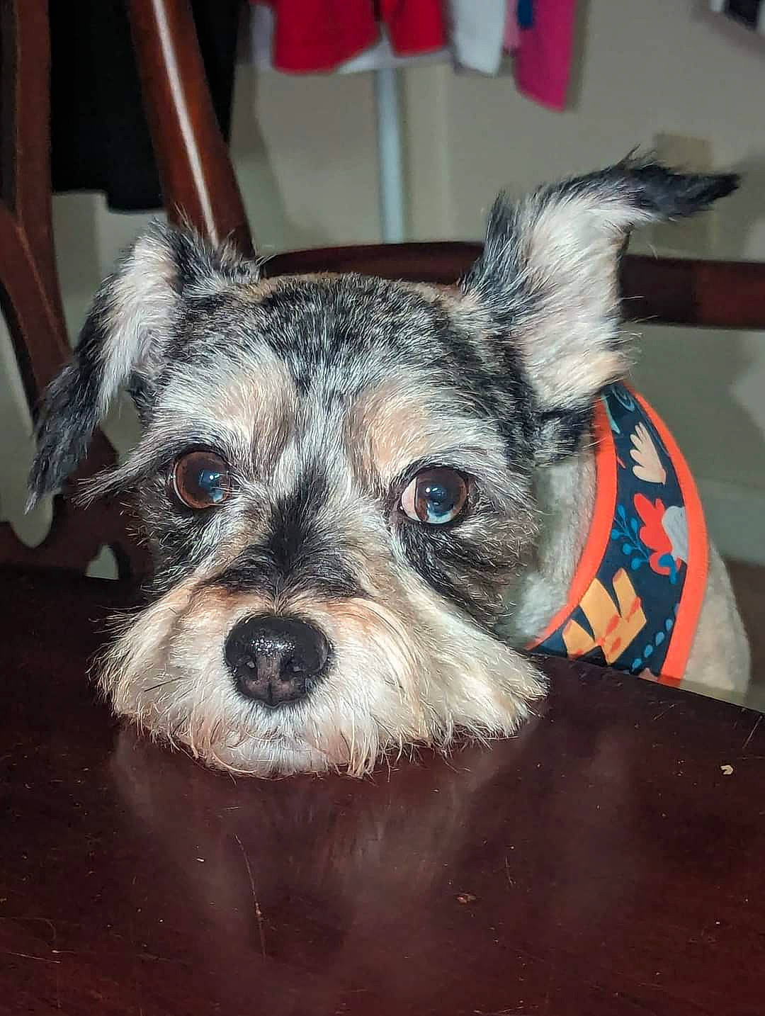 Kirby is registered to the contest to win money with this photo: canidae, carnivore, collar, companion_dog, dog, dog_breed, dog_clothes, dog_supply, fawn, fur, non_sporting_group, schnauzer, small_terrier, snout, sporting_group, terrier, toy_dog, whiskers, working_animal, working_terrier
