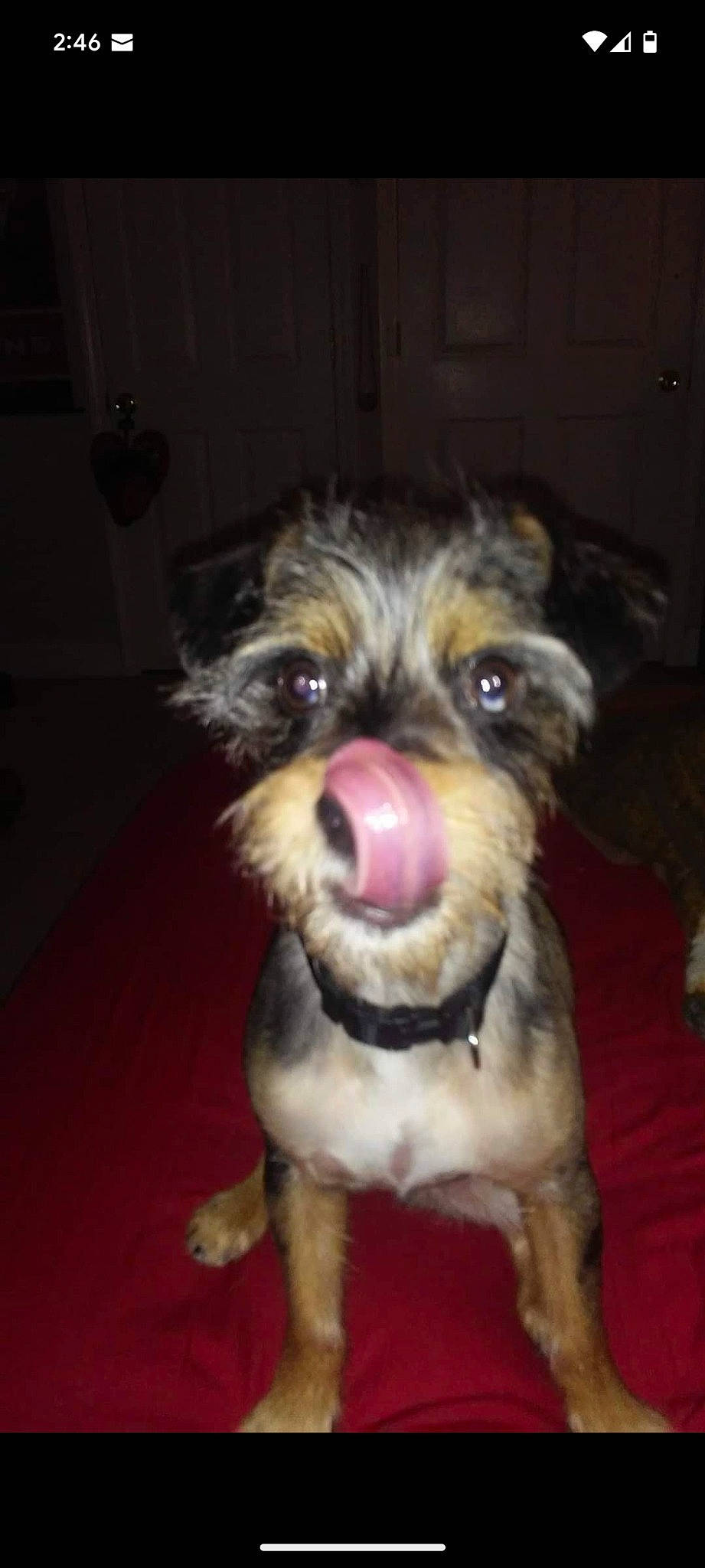 Kirby is registered to the contest to win money with this photo: border_terrier, canidae, carnivore, companion_dog, dog, dog_breed, dog_clothes, fawn, felidae, fur, paw, schnauzer, small_terrier, snout, sporting_group, terrier, toy_dog, welsh_terrier, whiskers, working_animal
