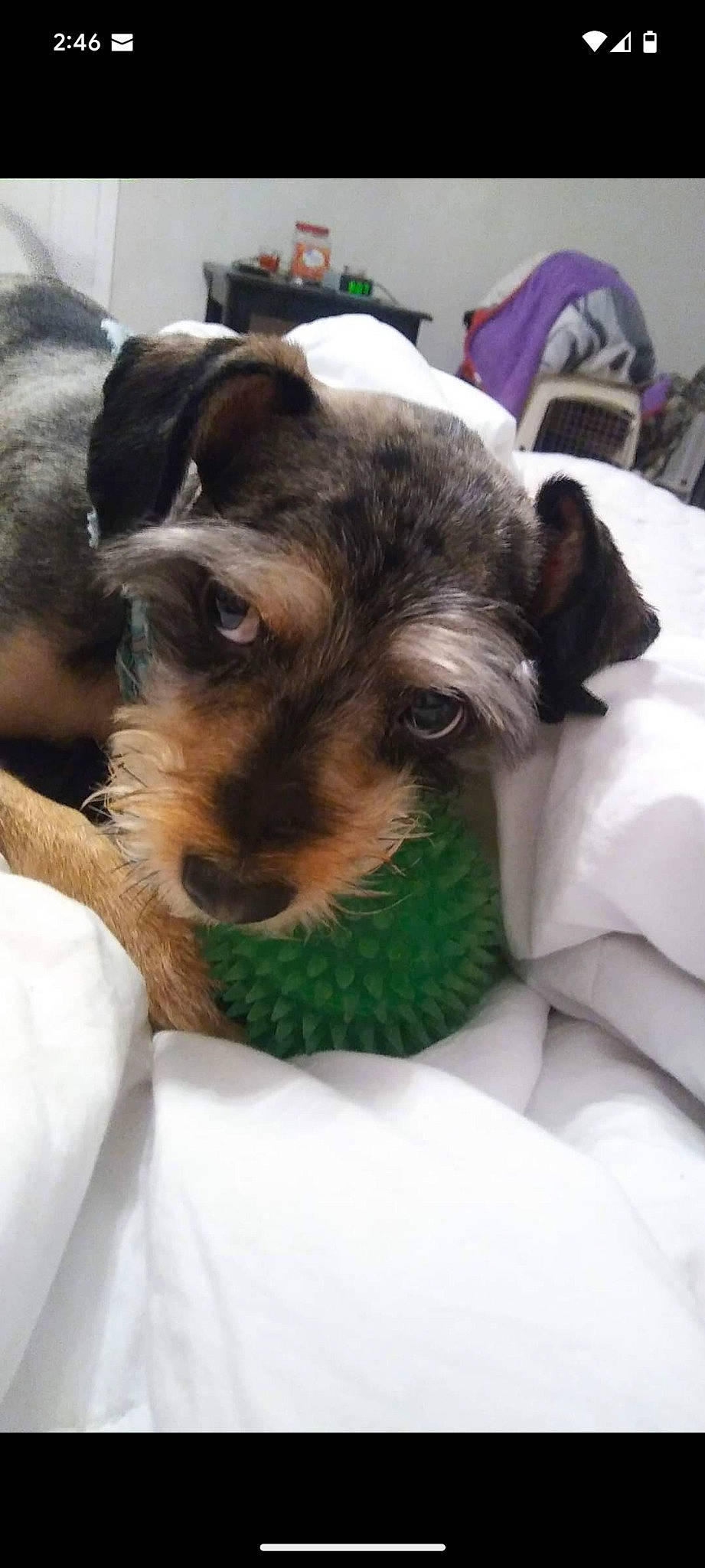 Kirby joined the competition — help win amazing prizes! canidae, carnivore, comfort, companion_dog, dog, dog_breed, dog_supply, ear, fawn, felidae, fur, nap, paw, puppy, small_terrier, snout, sporting_group, toy_dog, whiskers, working_animal