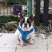Pita a rejoint le concours — aidez-le/la à gagner de superbes lots ! dog, french_bulldog, pet, animal, blue_harness, sitting, outdoor, patio, tile_floor, fence, garden, plant_pot, stone, greenery, ears_up, short_hair, brown_and_white, small_dog, companion, cute